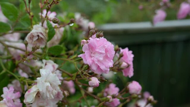 Pink roses sway in the breeze as rain falls on the garden 