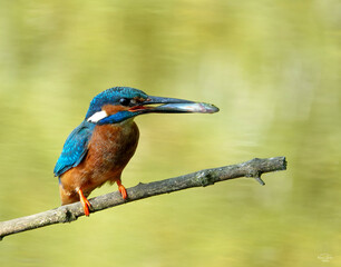 kingfisher on branch
