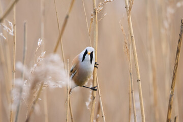 Bearded reedling spring time