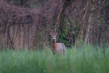 roe deer in the woods
