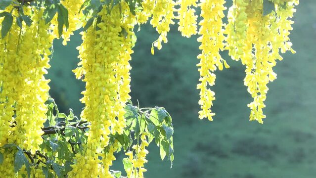  Laburnum anagyroides maggiociondolo 