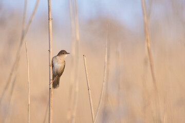 Savi's warbler 