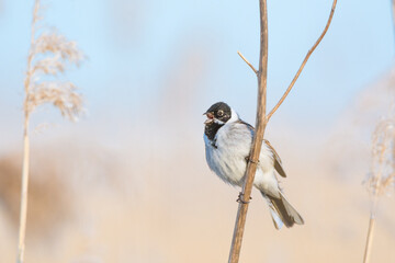Common reed bunting