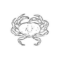 Crab birds eye view, drawn by hand in black sketch style. Line drawn sea life illustration.