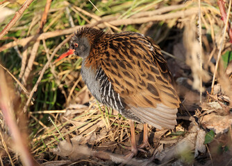 A water rail in the zugwiesen area, Germany, Europe