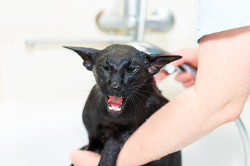 Black funny cat wet in bath, black purebred oriental cat washing