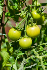 Plant with homegrown unripe green tomatoes in organic growing in summer.