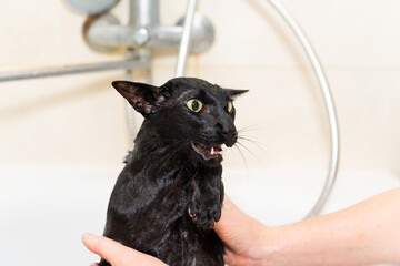 Black funny cat wet in bath, black purebred oriental cat washing