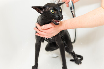 Black funny cat wet in bath, black purebred oriental cat washing