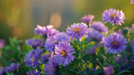 Obraz premium background nature Flower aster. purple flowers. background blur. wallpaper Flower, Space for text. 