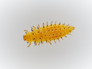 Larva of Bryony Ladybird Henosepilachna argus