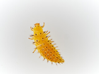 Larva of Bryony Ladybird Henosepilachna argus