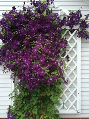 Clematis
