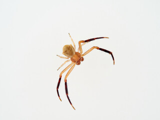 European Crab Spider on a white background. Thomisus onustus. Male