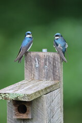 Two tree swallows on a birdhouse