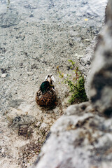 Lake with mountains in the background in the Bavarian foothills of the Alps
