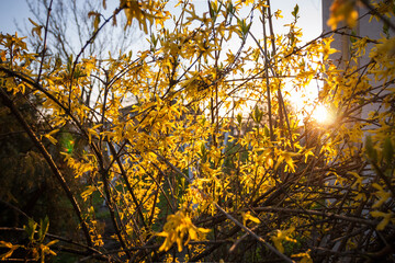 Forsythia bush flowers. Close-up. Small depth of field