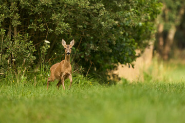 Sarna europejska, gatunek ssaka z rodziny jeleniowatych.Jedno z ważniejszych zwierząt łownych Europy © Zbigniew
