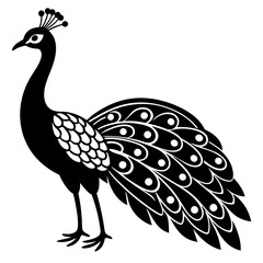 Peacock vector illustration, peacock isolated on white, peacock silhouette, peacock vector art