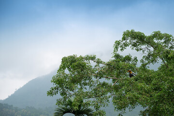 The great hornbill bird, Buceros bicornis, also known as the concave-casqued hornbill, great Indian hornbill or great pied hornbill, is perching on green tree with Himalayan mountain in background.