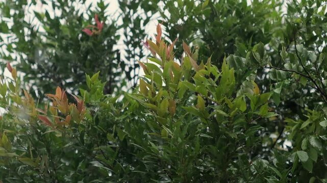 Syzygium Oleana tree with raindrops and blurred background or bokeh effect. Close-up and slow-motion shot.