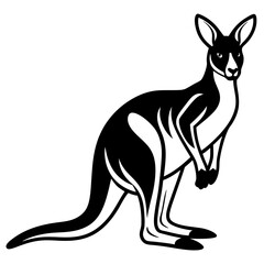 kangaroo white background 