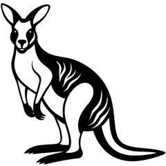 kangaroo white background 