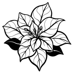 line art bougainvillea flower isolated on white