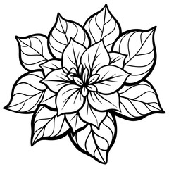 line art bougainvillea flower isolated on white