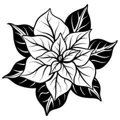 line art bougainvillea flower isolated on white