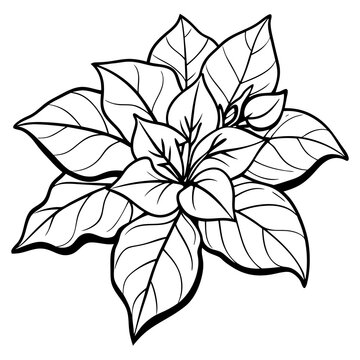 recommend clip art: line art bougainvillea flower isolated on white