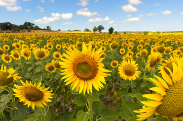 Summer sunflower harvest time is approaching