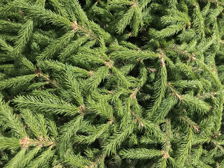 Pine needles, Christmas tree, spruce, fir, close up, tree leaves wood