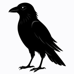 crow vector illustration, crow isolated on white, crow silhouette, crow vector art
