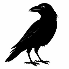 crow vector illustration, crow isolated on white, crow silhouette, crow vector art
