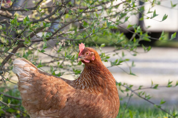 Braun gefiedertes Huhn