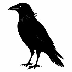 Fototapeta premium crow vector illustration, crow isolated on white, crow silhouette, crow vector art 