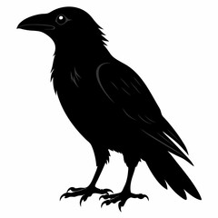 crow vector illustration, crow isolated on white, crow silhouette, crow vector art
