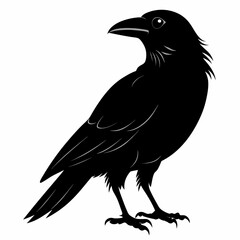 crow vector illustration, crow isolated on white, crow silhouette, crow vector art
