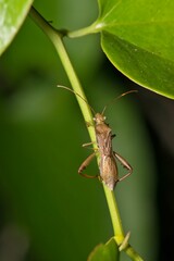 Texas bow-legged bug Hyalymenus tarsatus insect plant nature pest control Springtime.