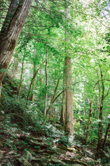 footpath in the woods