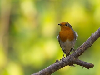 Pettirosso (Erithacus rubecula)