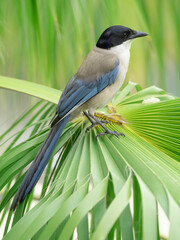 cyanopica cooki