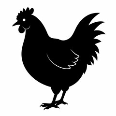 Hen vector illustration, rooster isolated on white, hen silhouette, chicken vector art, hen and rooster