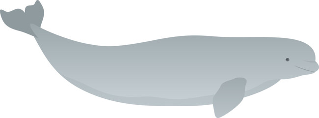 Beluga whale realistic vector illustration. Marine mammal side view isolated on white background. Arctic animal graphic. Wild ocean life.