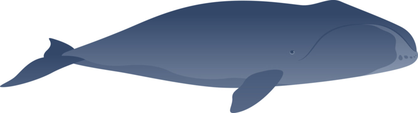Bowhead whale realistic color vector illustration. Marine baleen mammal side view isolated on white background. Animal graphic. Wild ocean life.