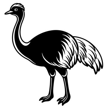 recommend clip art: Cassowary bird goes icon vector illustration.