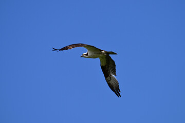 Osprey bird in flight with wings spread soars along water front in search of fish
