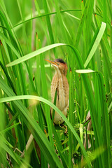 Juvenile young funny looking Least Bittern bird sits perched in the reeds of  freshwater wetlands