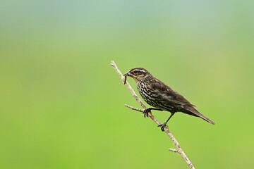 Red winged Blackbird female carrying food sits perched on a twig in a freshwater marsh with a worm...